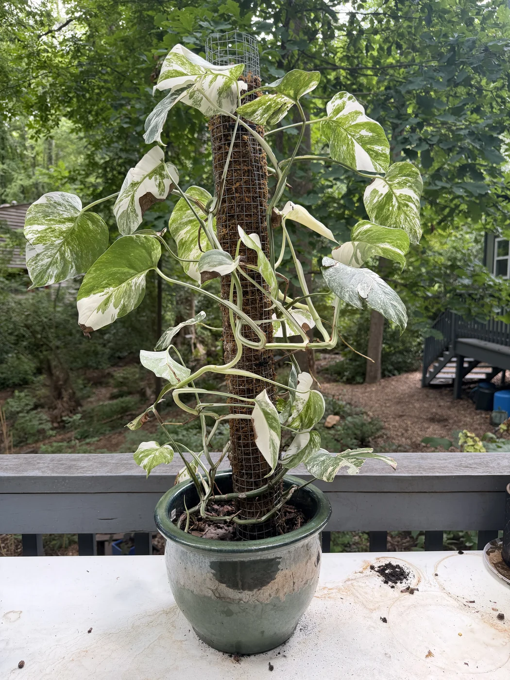 A variegated Monstera deliciosa climbing a moss pole in a green glazed pot, photographed on a deck railing with woodland behind it.